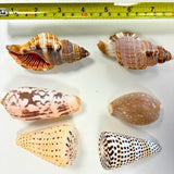 Exotic shells