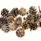 Natural Pine Cones Regular - 250g