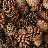 Natural Pine Cones Regular - 250g